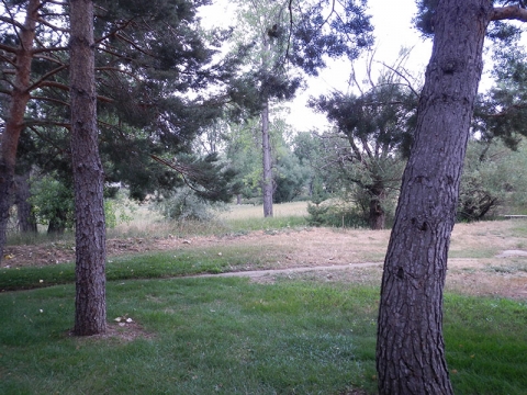 Cottonwood Park Example Open Space